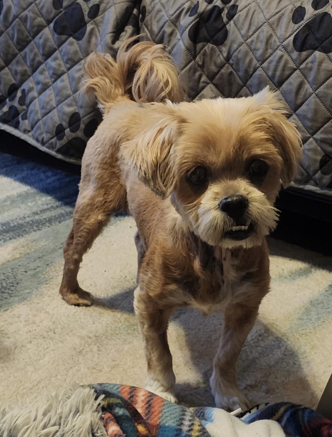 Enlarge Mango, a ADOPTABLE Lhasa Apso in Whitewater, WI image 3/6