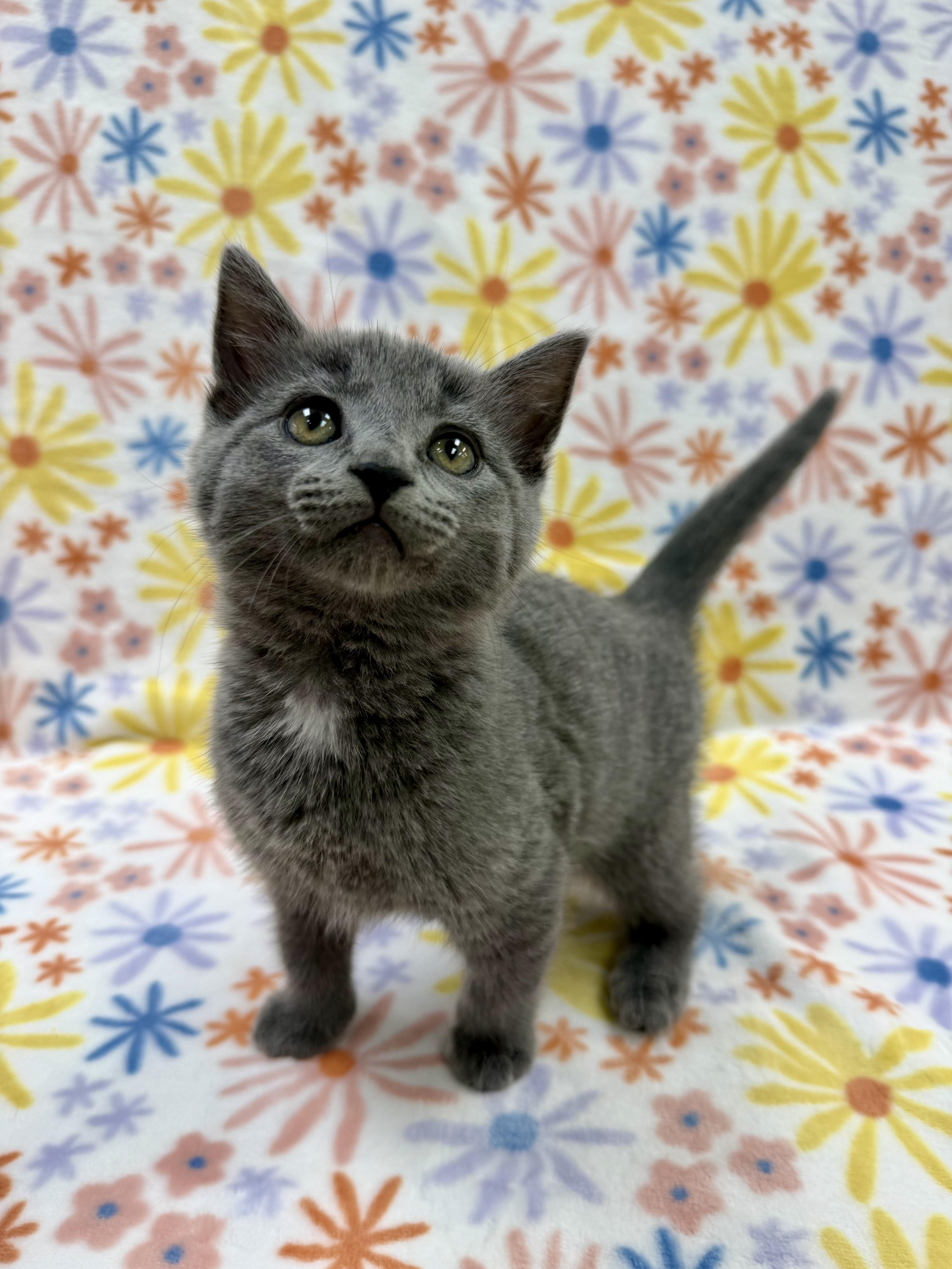 Enlarge Marie, an adopted Domestic Short Hair in Columbus, OH image 1/4