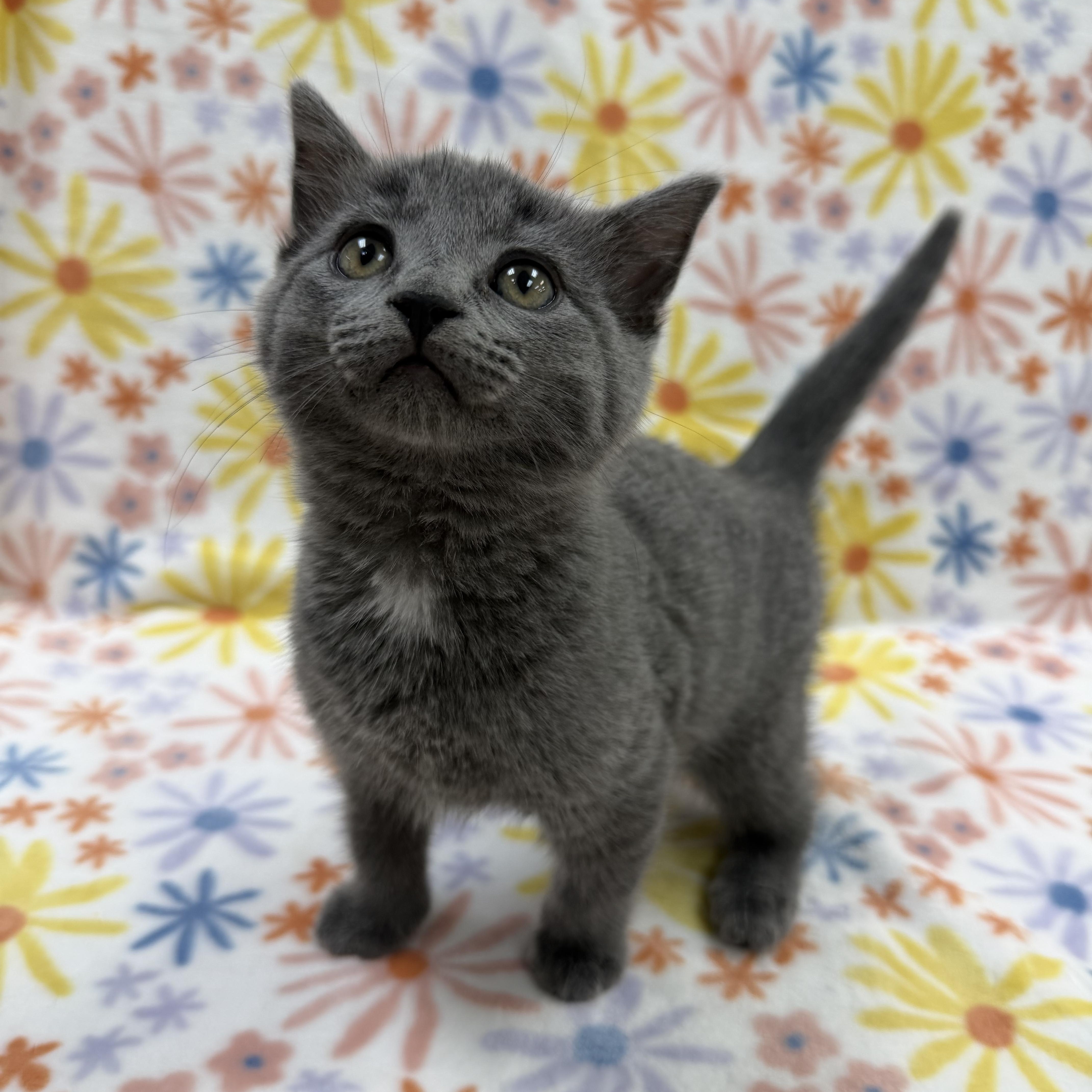 Enlarge Marie, an adopted Domestic Short Hair in Columbus, OH image 3/4