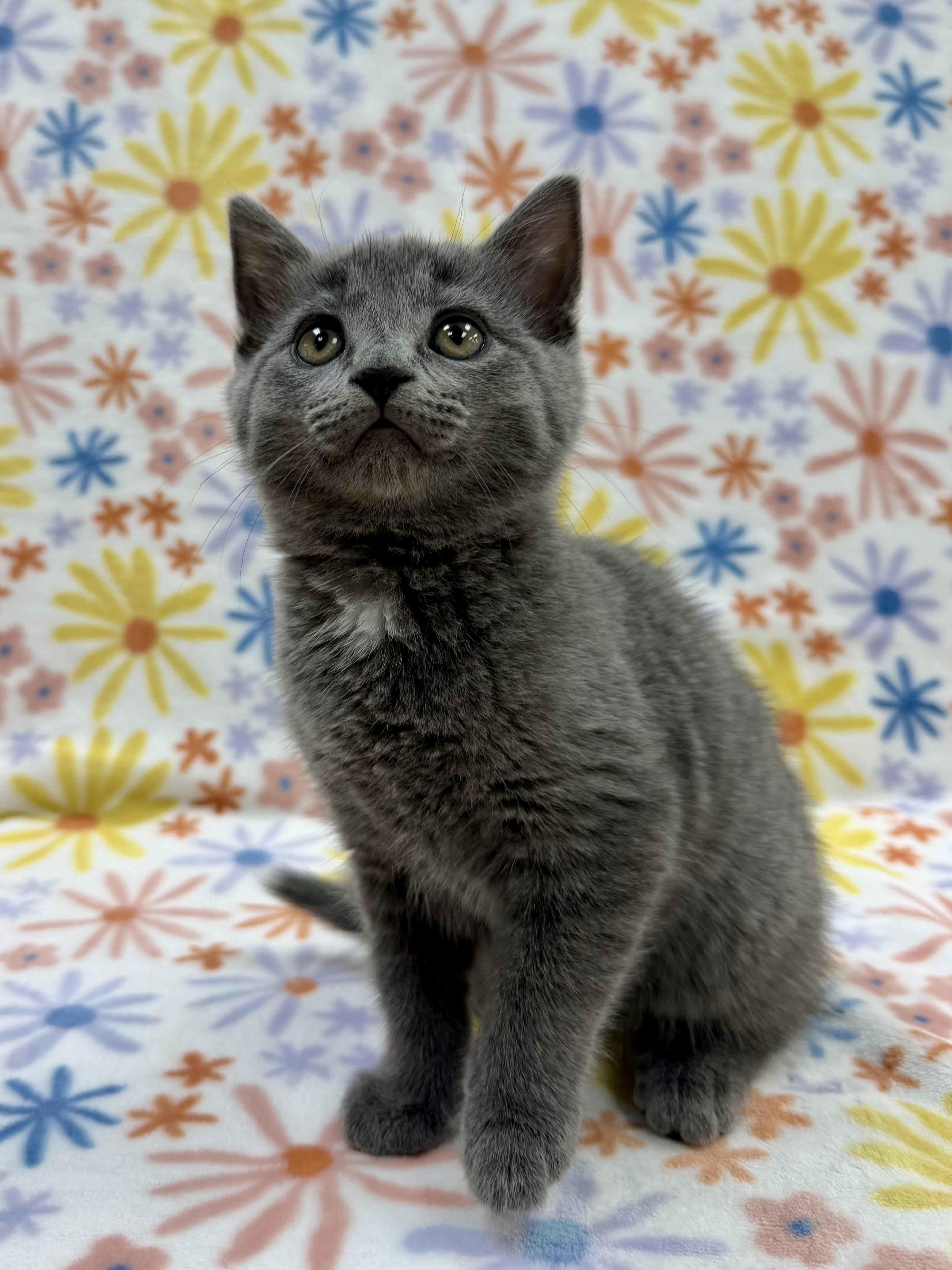 Enlarge Marie, an adopted Domestic Short Hair in Columbus, OH image 2/4
