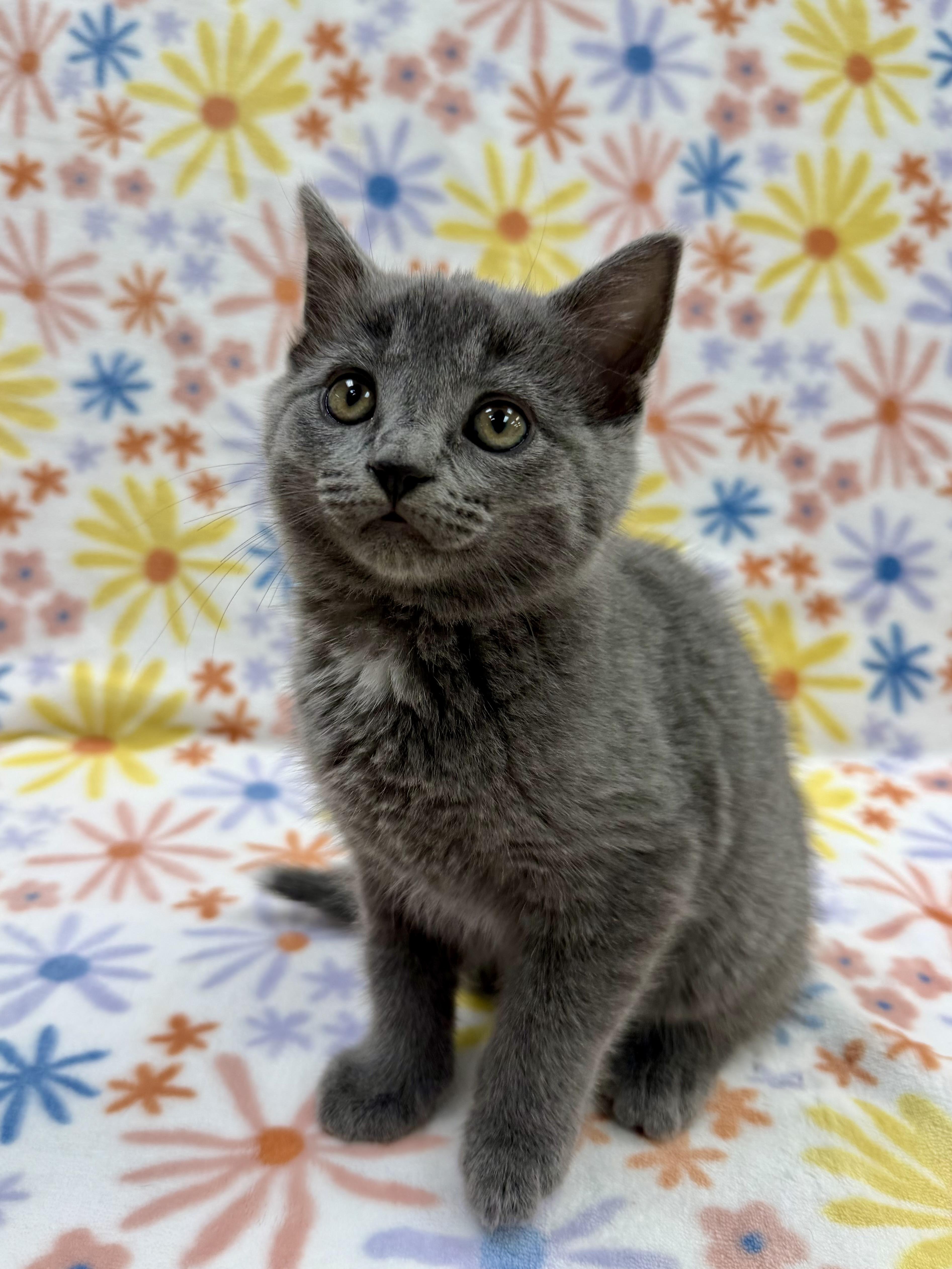 Enlarge Marie, an adopted Domestic Short Hair in Columbus, OH image 4/4