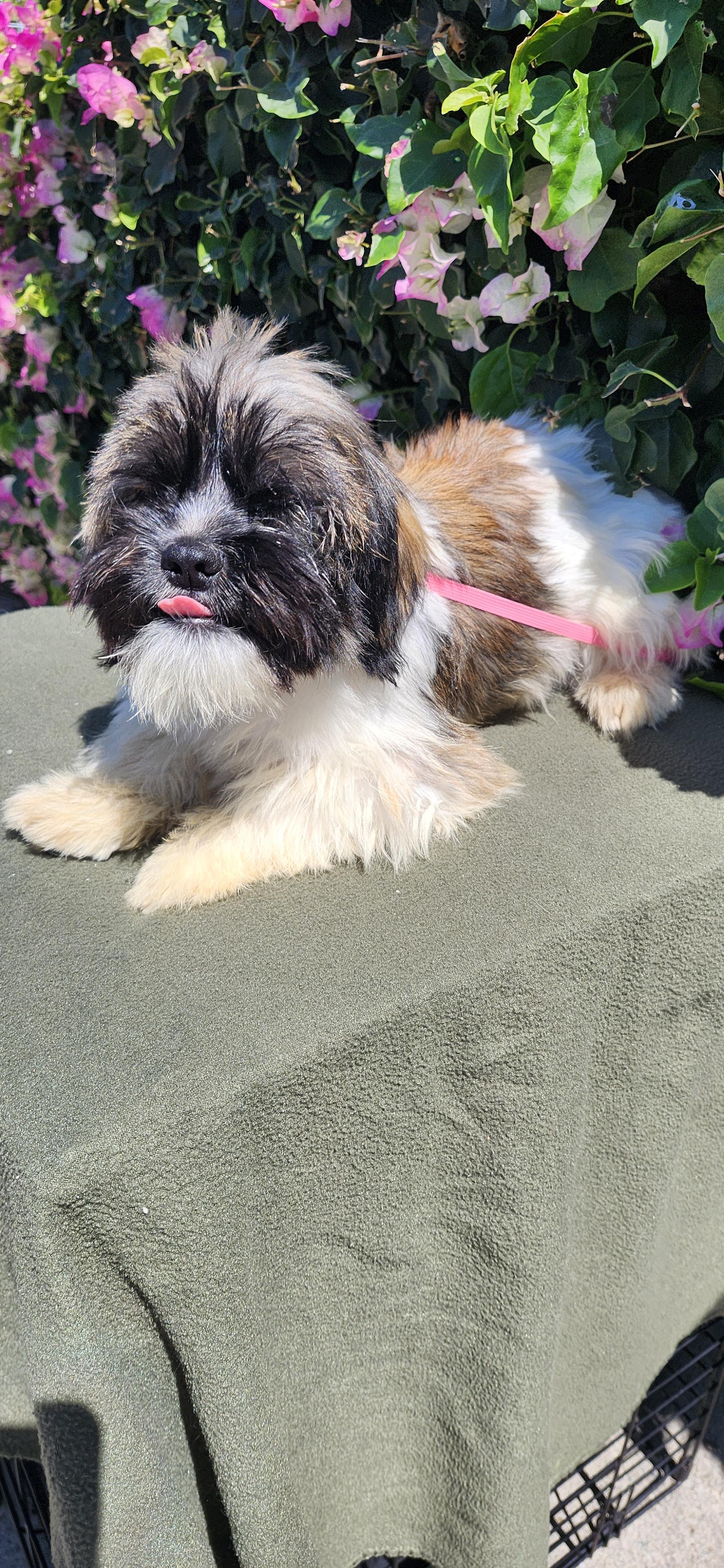 Enlarge Mookie, a ADOPTABLE Shih poo in Torrance, CA image 4/4