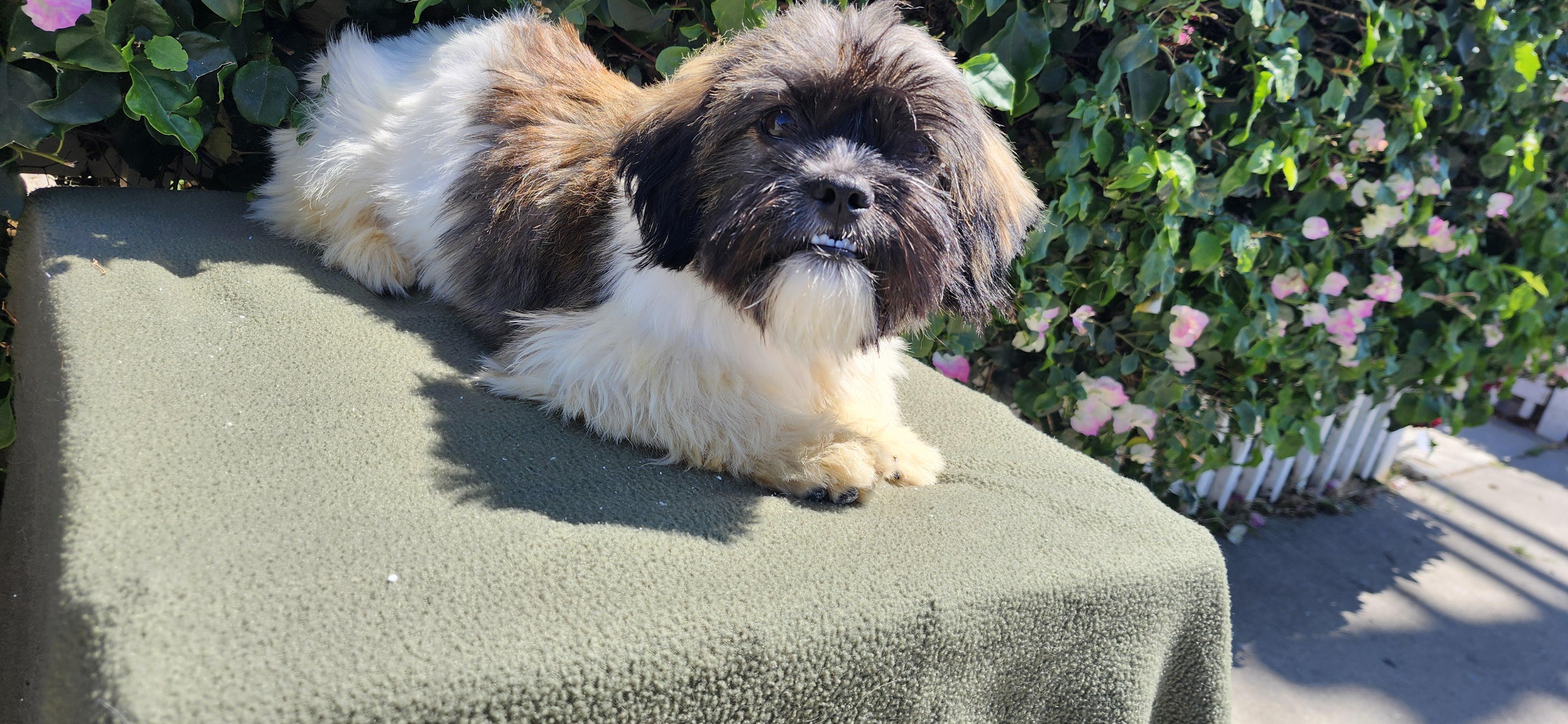 Enlarge Mookie, a ADOPTABLE Shih poo in Torrance, CA image 3/4