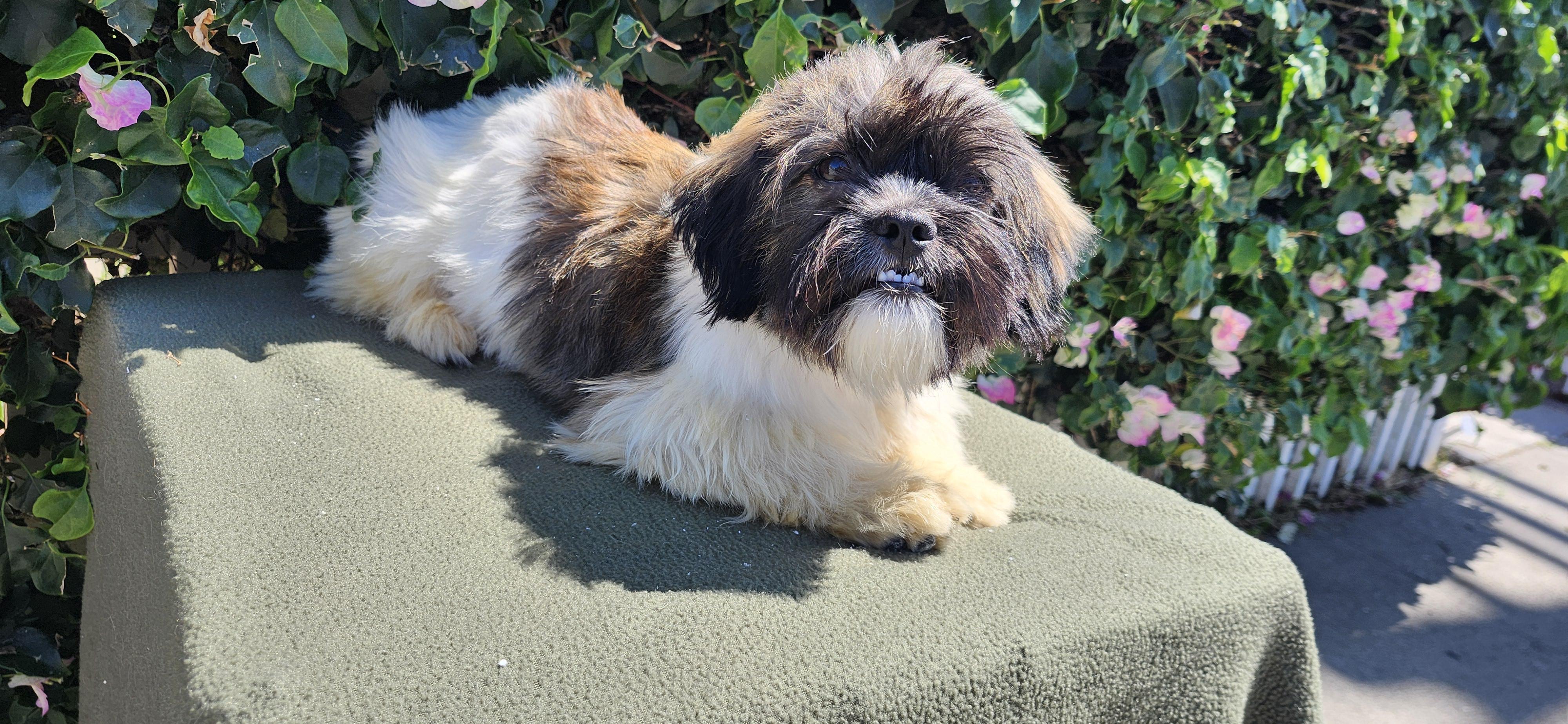 Mookie, ADOPTABLE, Puppy Male Shih poo.