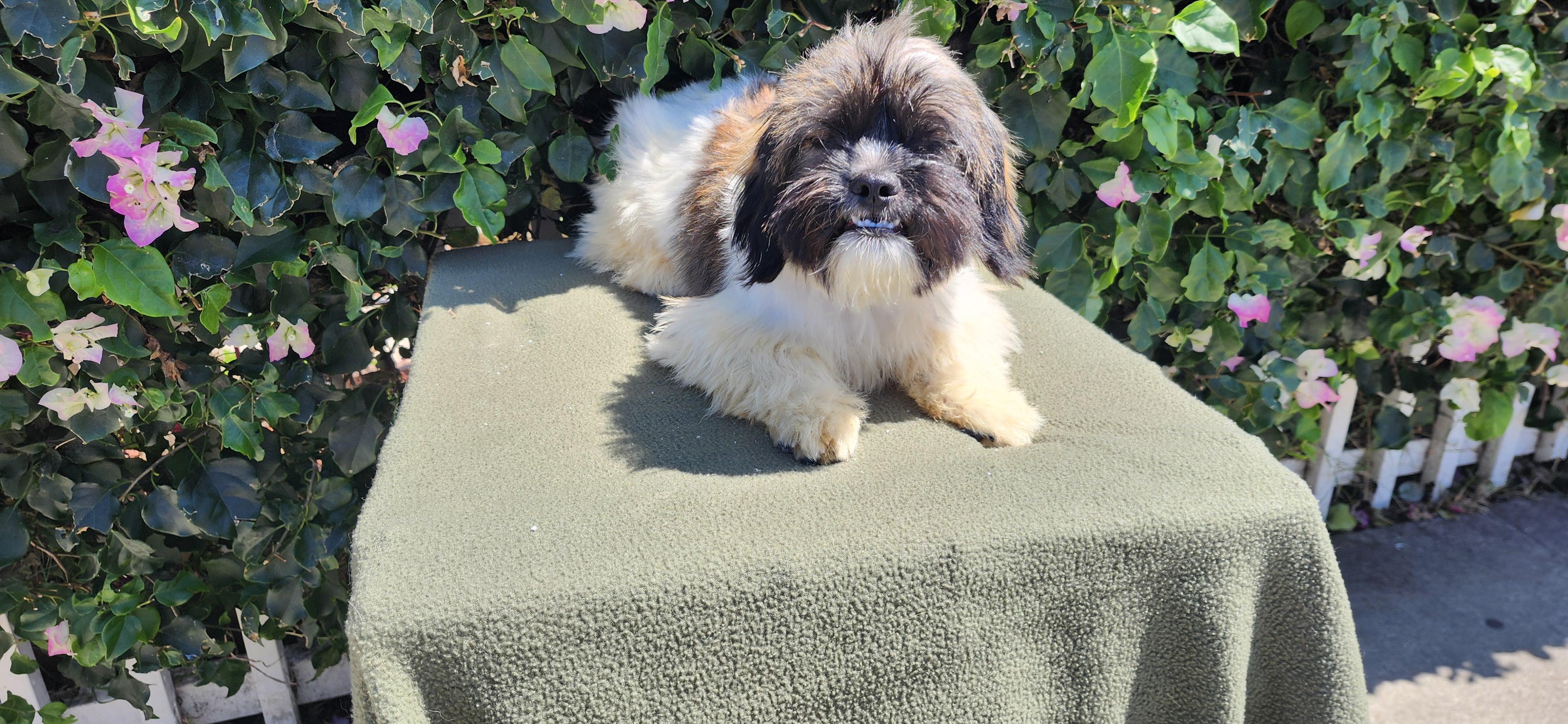 Enlarge Mookie, a ADOPTABLE Shih poo in Torrance, CA image 2/4