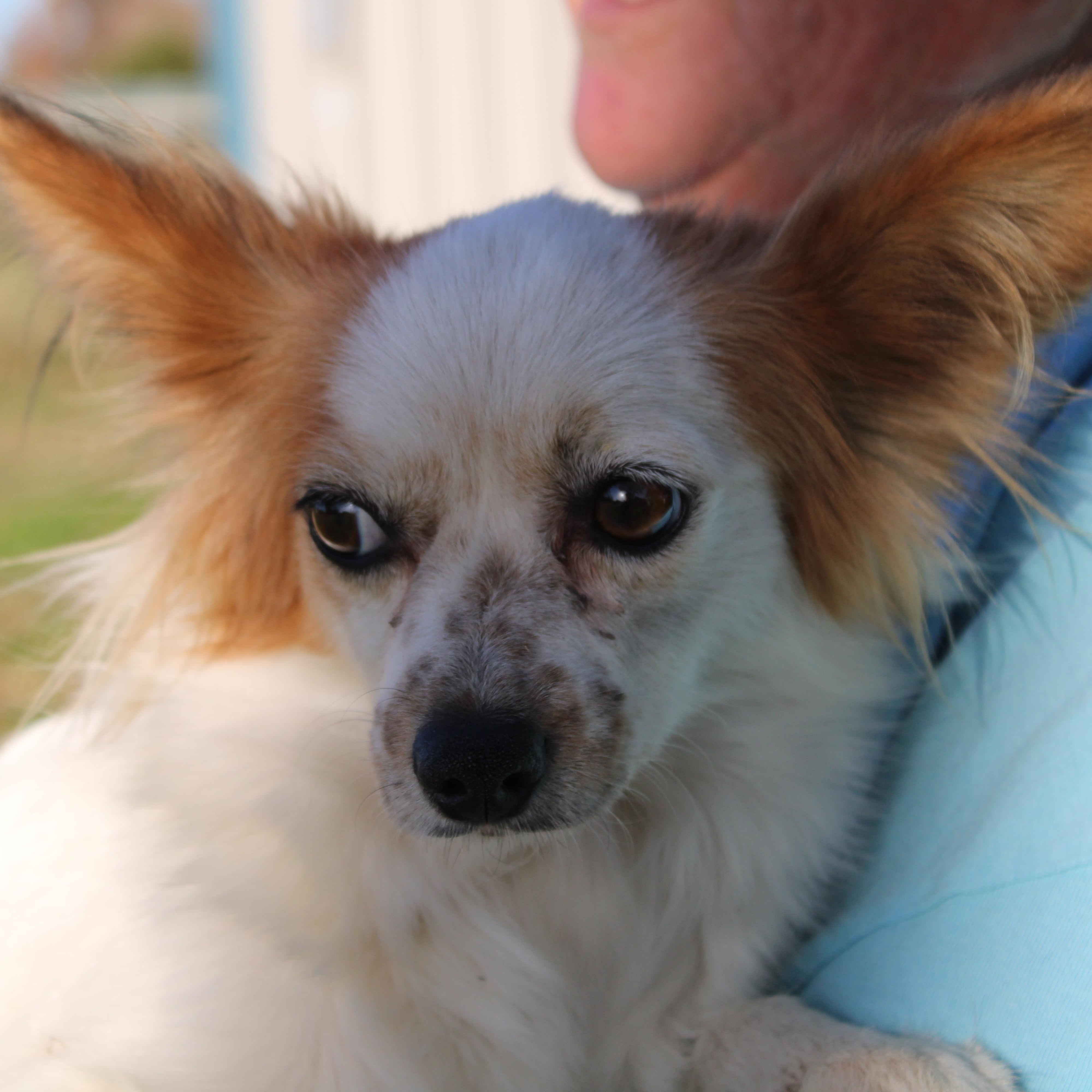 Coco, Adoptable, Adult Female Papillon.