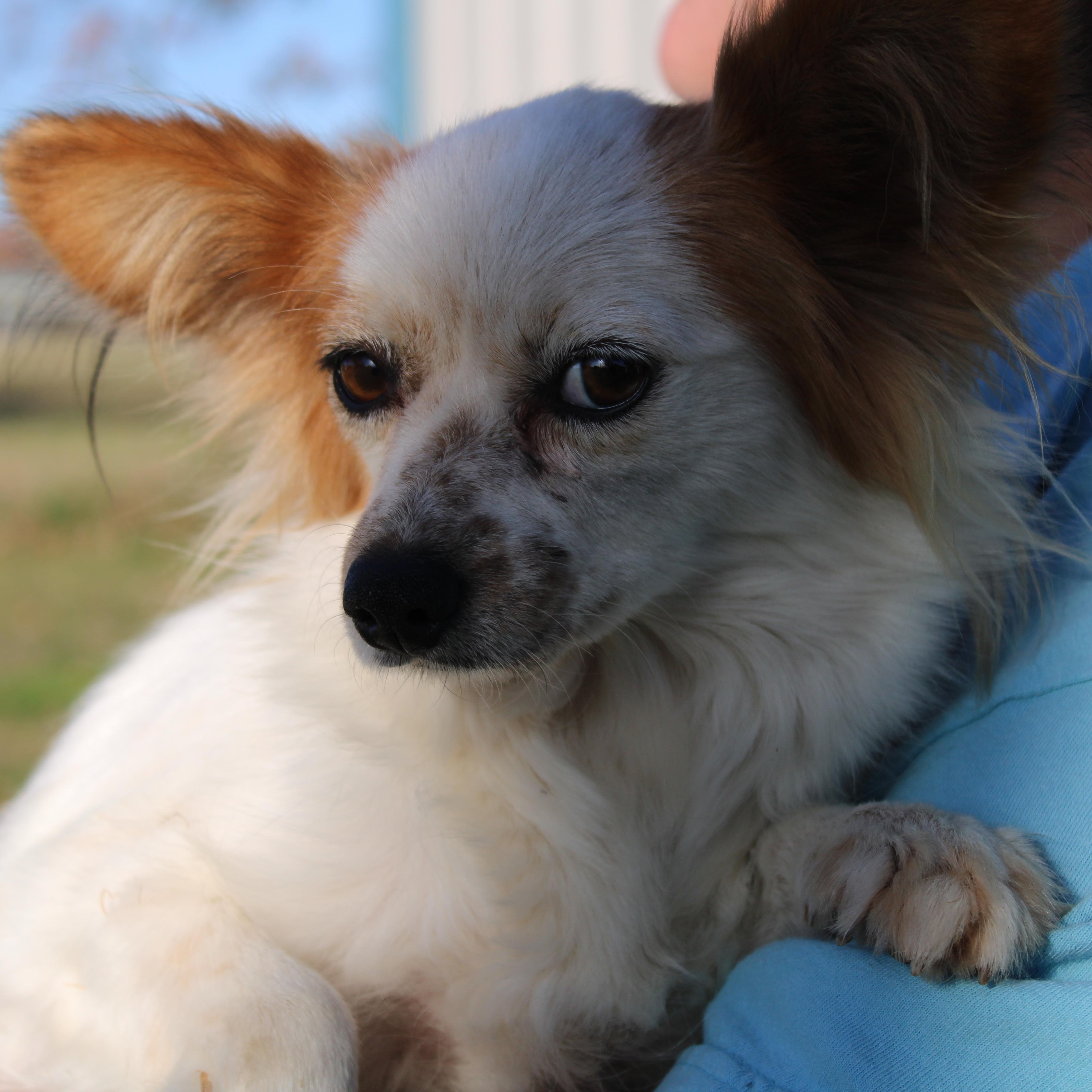 Coco, an adopted Papillon in Neosho, MO image 2/2