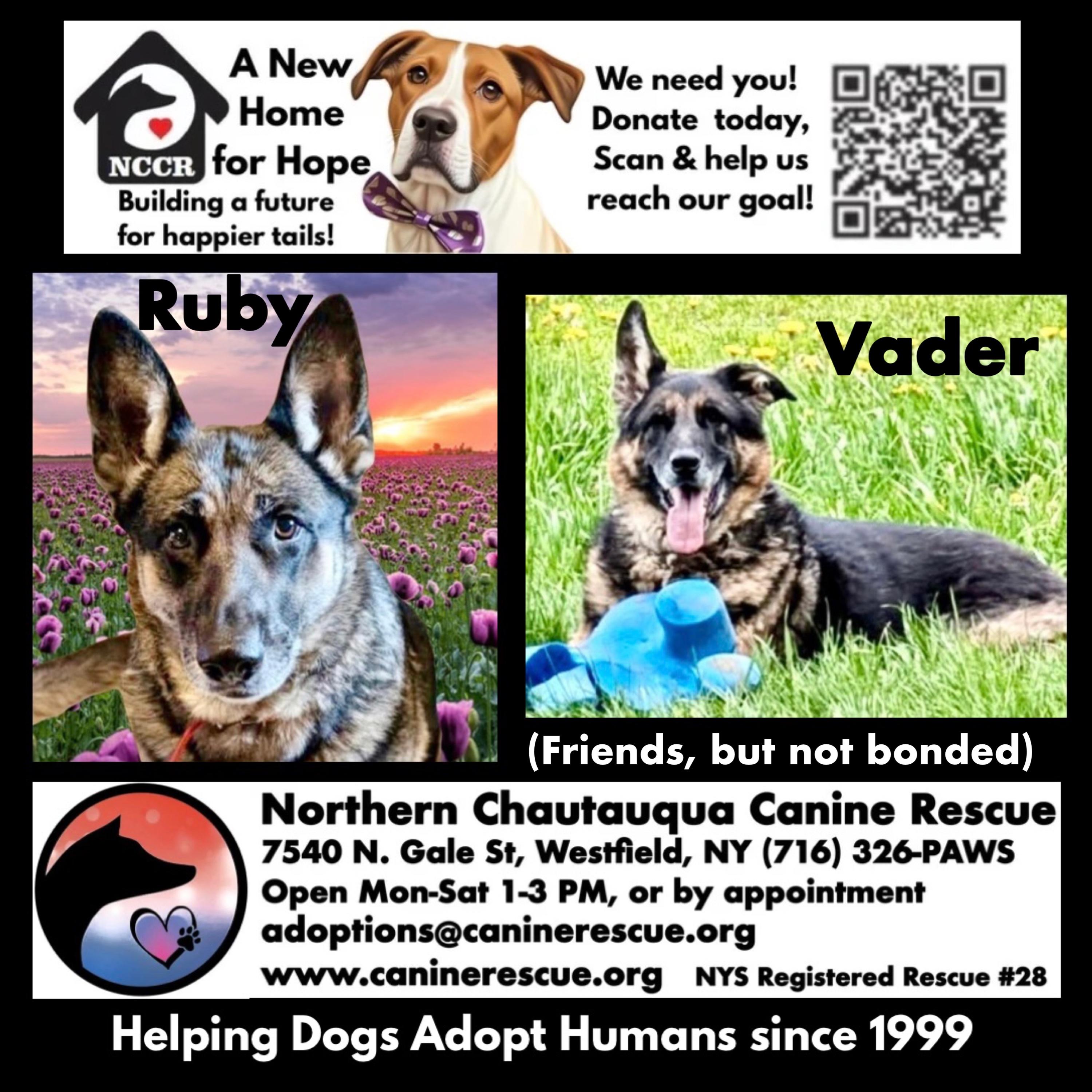 Enlarge Vader Courtesy Listing, an adopted German Shepherd Dog in Westfield, NY image 2/3
