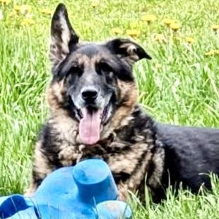 Enlarge Vader Courtesy Listing, an adopted German Shepherd Dog in Westfield, NY image 1/3