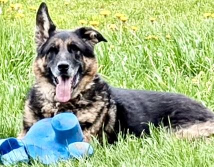 Enlarge Vader Courtesy Listing, an adopted German Shepherd Dog in Westfield, NY image 3/3