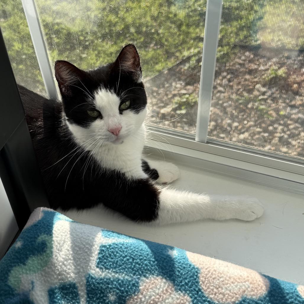 Belle, Adoptable, Adult Female Domestic Short Hair.