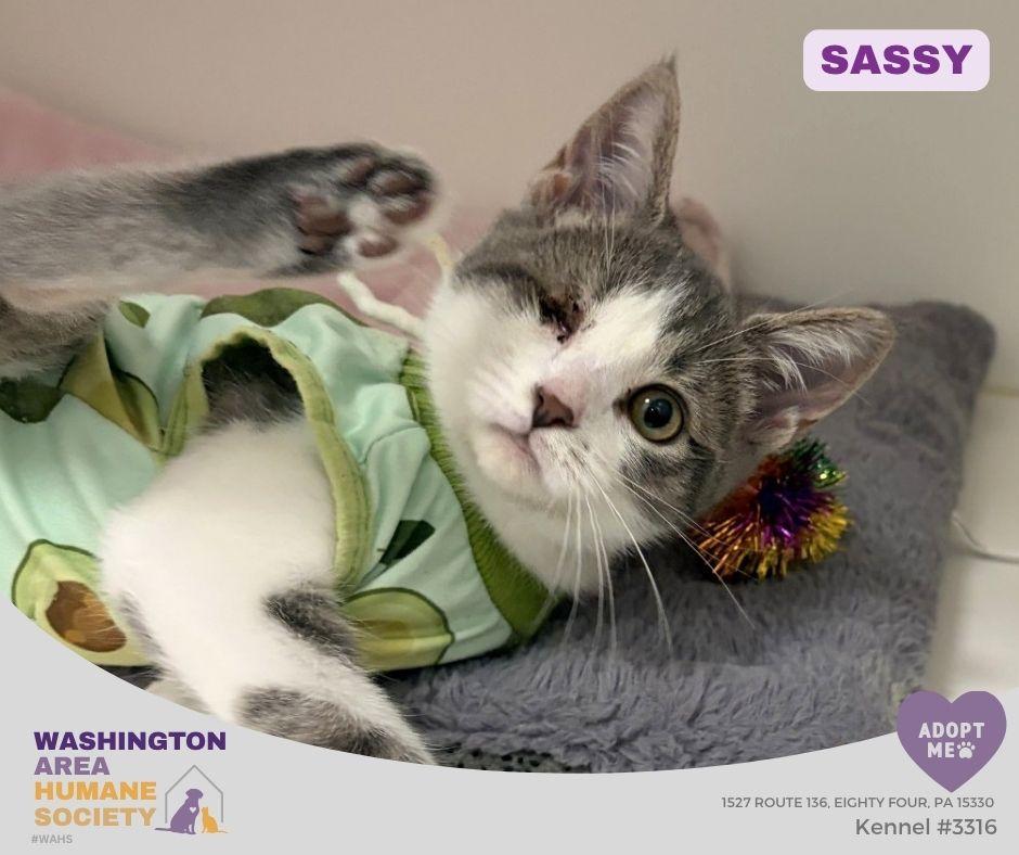 Enlarge Sassy, a ADOPTABLE mixed breed in Eighty Four, PA image 1/1