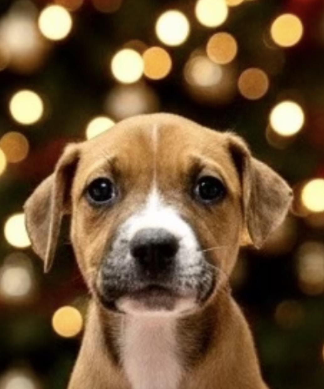 Pecan, ADOPTABLE, Puppy Male Labrador Retriever.