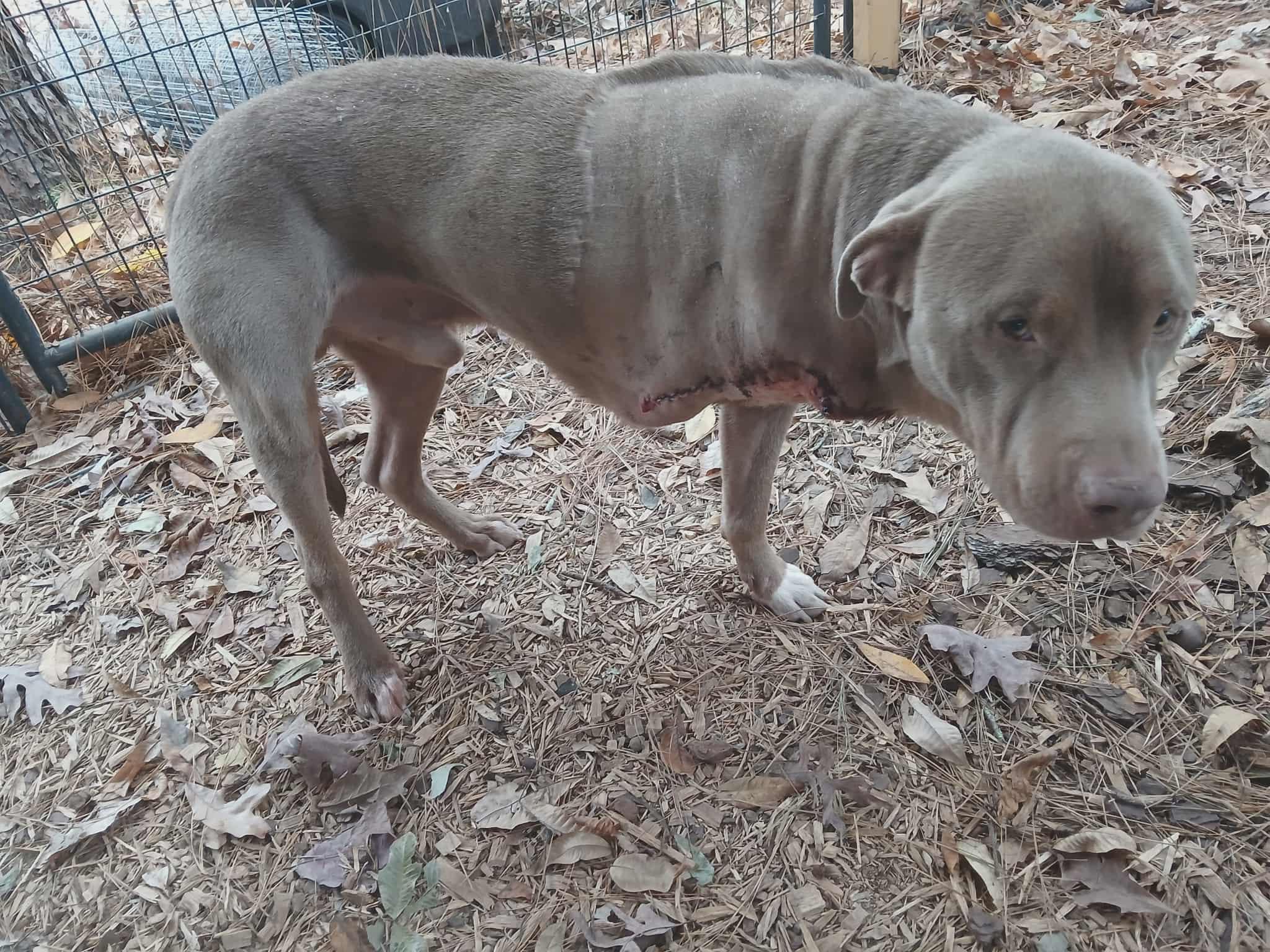 Enlarge Timber, an adopted American Staffordshire Terrier in Cairo, GA image 3/5