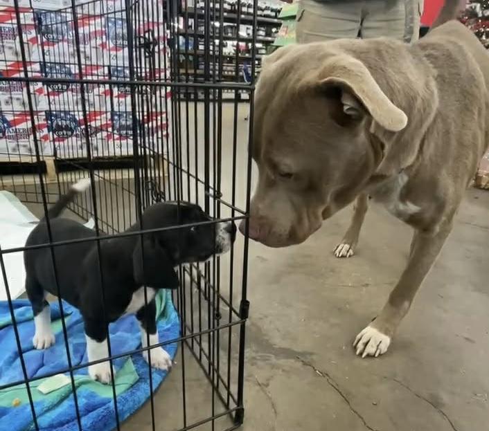 Enlarge Timber, an adopted American Staffordshire Terrier in Cairo, GA image 4/5