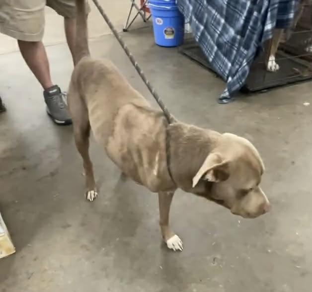 Enlarge Timber, an adopted American Staffordshire Terrier in Cairo, GA image 5/5