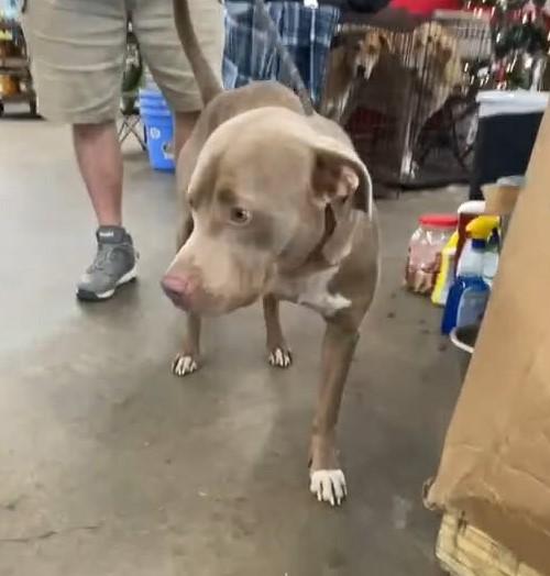 Timber, adopted, Adult Male American Staffordshire Terrier.