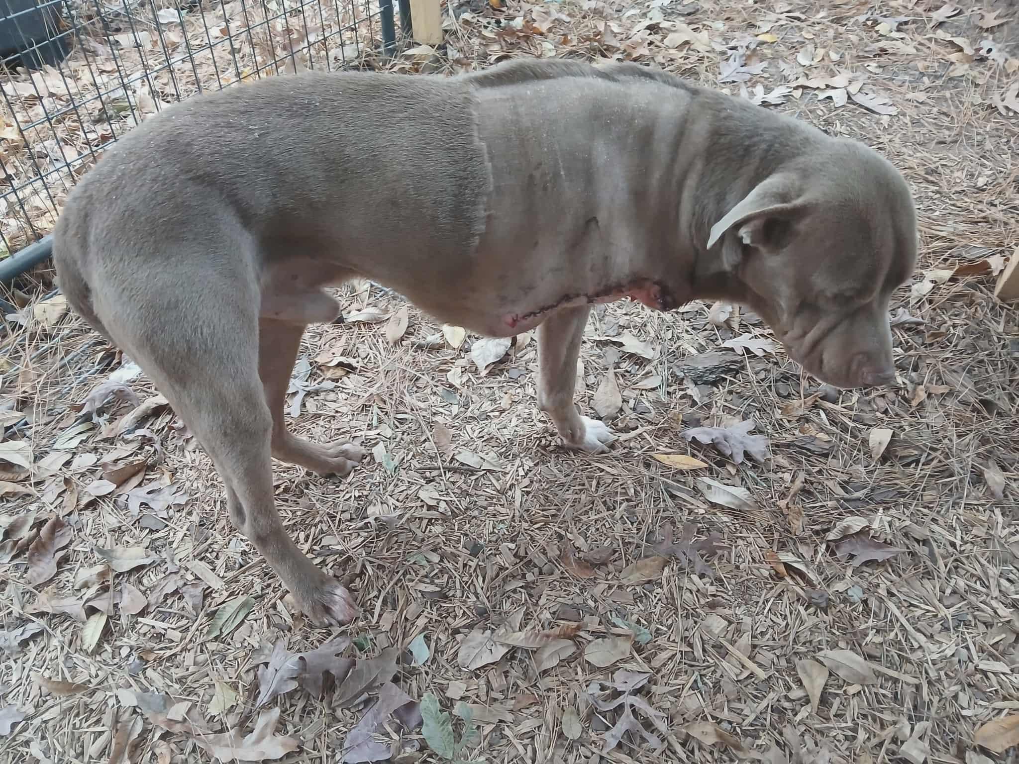 Enlarge Timber, an adopted American Staffordshire Terrier in Cairo, GA image 2/5