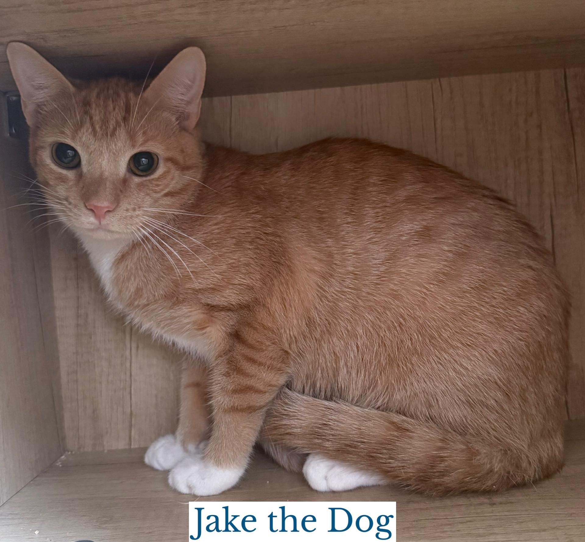 Enlarge Jake the Dog, a Adopted Domestic Short Hair in Berkeley Springs, WV image 2/2