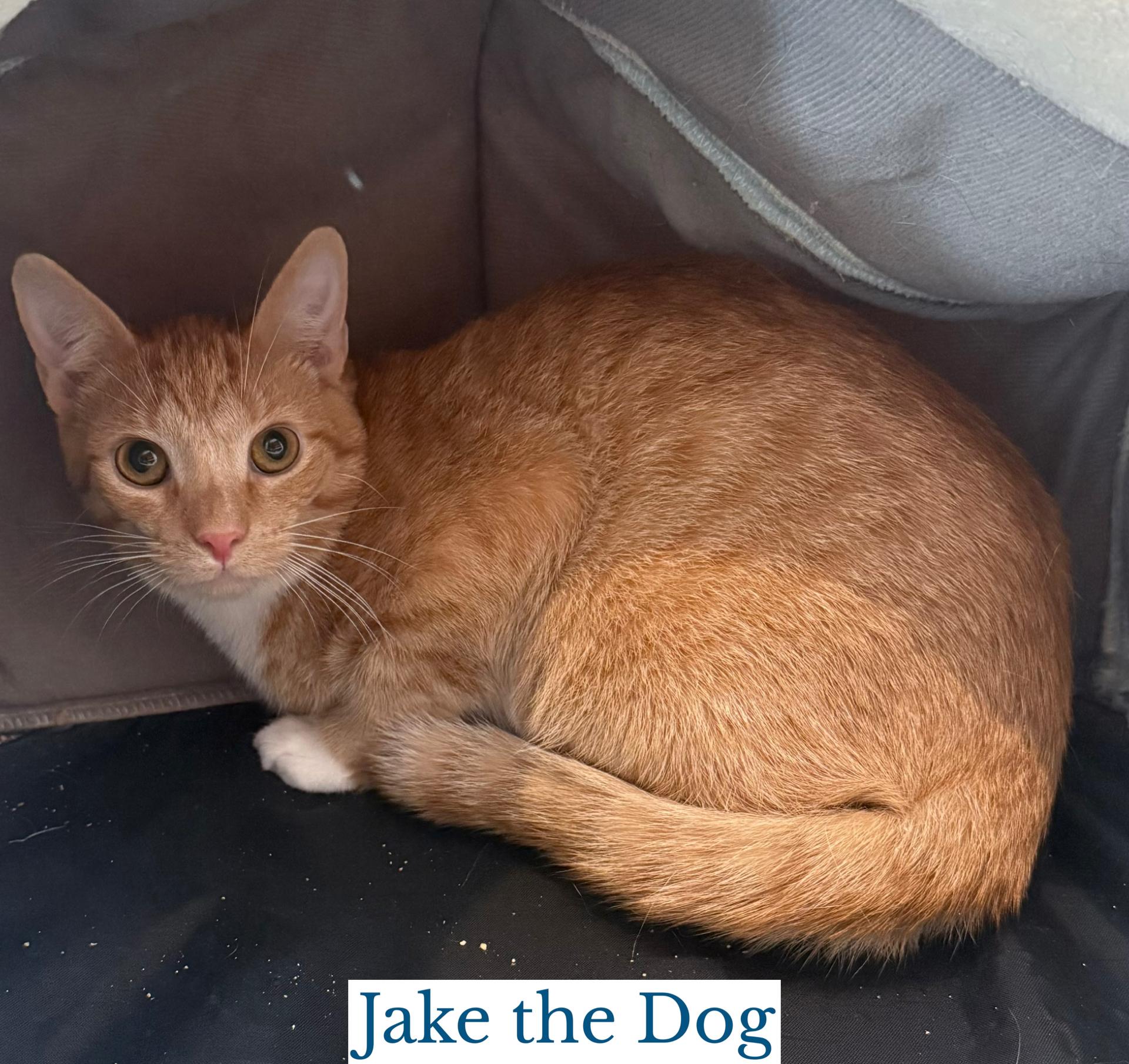 Jake the Dog, Adopted, Young Male Domestic Short Hair.