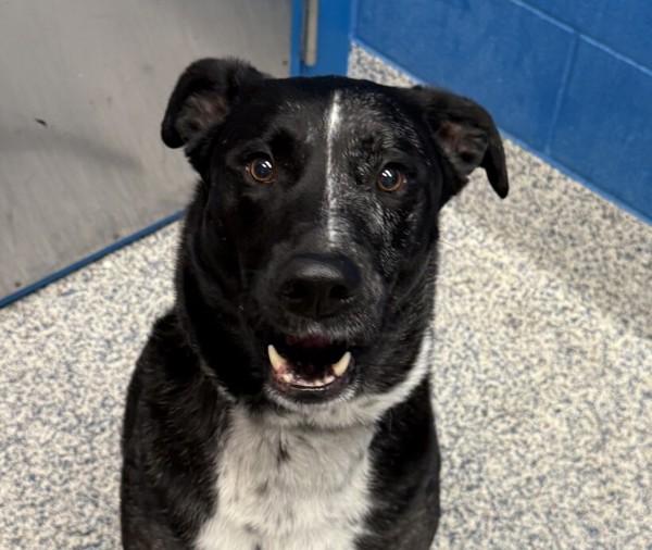 Charlie, Adoptable, Senior Male Catahoula Leopard Dog.