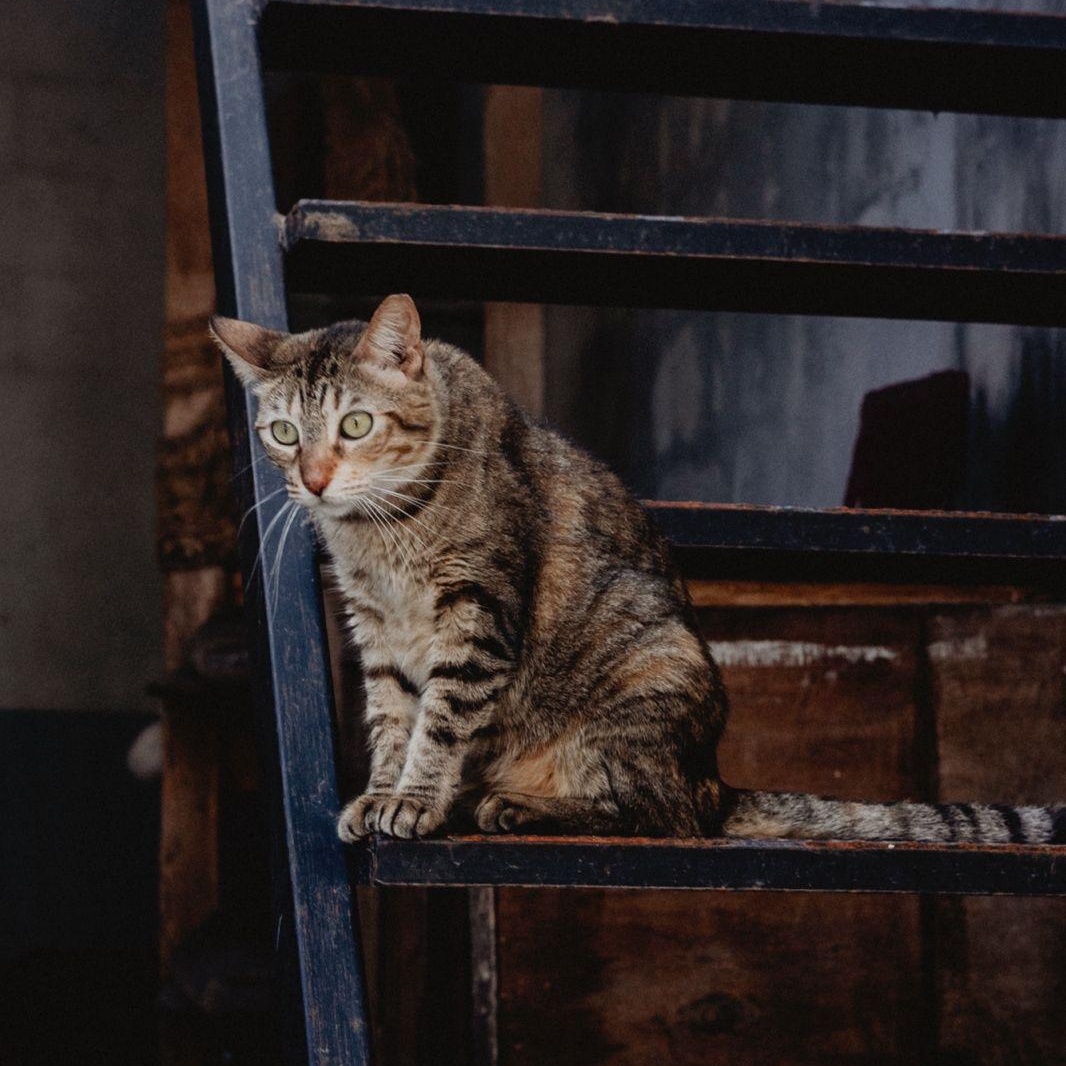 Mila, a ADOPTABLE mixed breed in New York, NY image 4/6