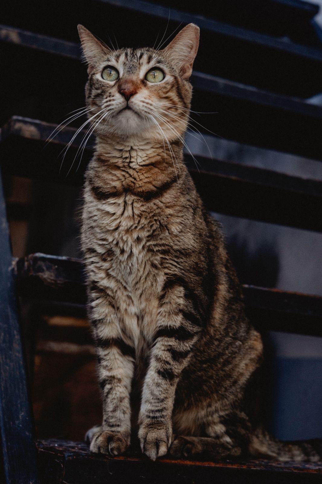 Mila, a ADOPTABLE mixed breed in New York, NY image 6/6