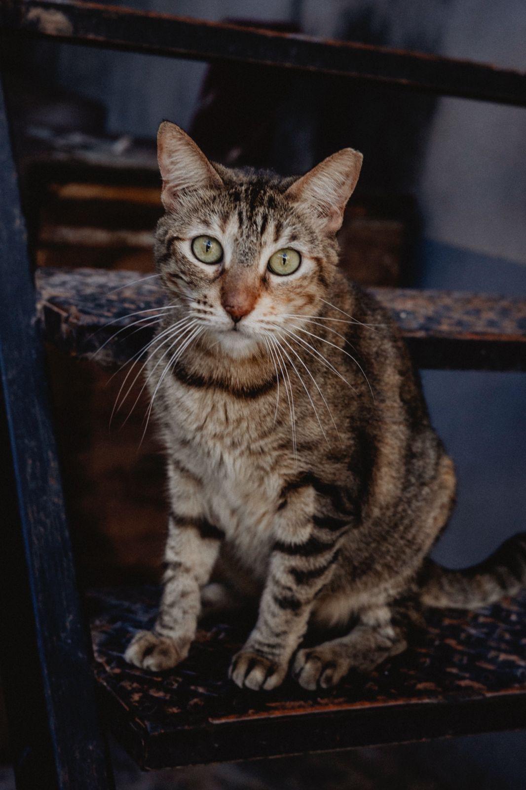 Mila, a ADOPTABLE mixed breed in New York, NY image 1/6