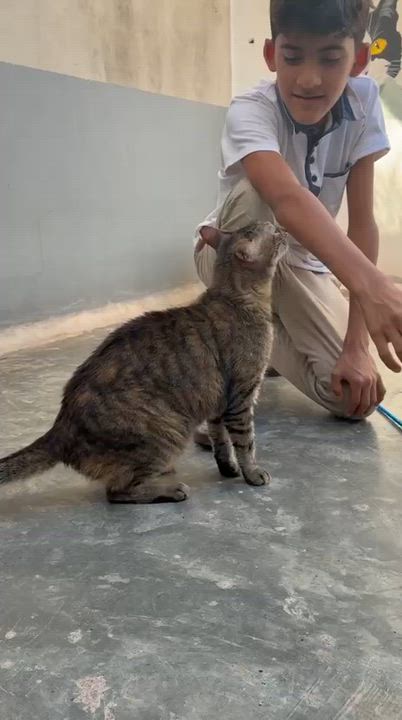 Enlarge Mila, a ADOPTABLE mixed breed in New York, NY video 2/6