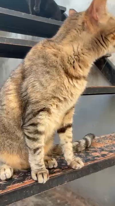 Enlarge Mila, a ADOPTABLE mixed breed in New York, NY video 3/6