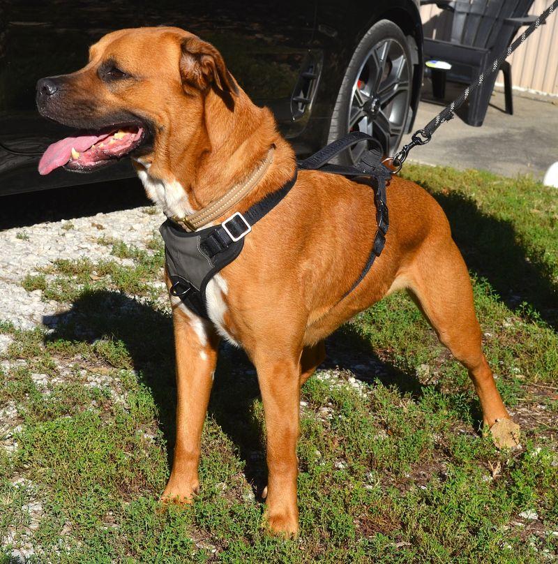 Enlarge Howard, a Adopted mixed breed in Parkville, MO image 3/5