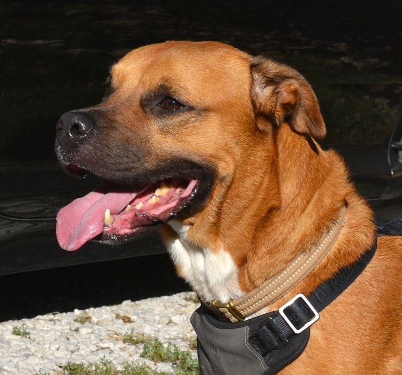 Enlarge Howard, a Adopted mixed breed in Parkville, MO image 4/5