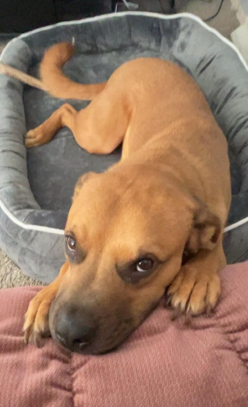 Enlarge Howard, a Adopted mixed breed in Parkville, MO image 5/5