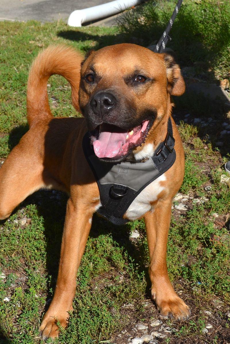 Howard, Adopted, Adult Male Labrador Retriever & Pit Bull Terrier.