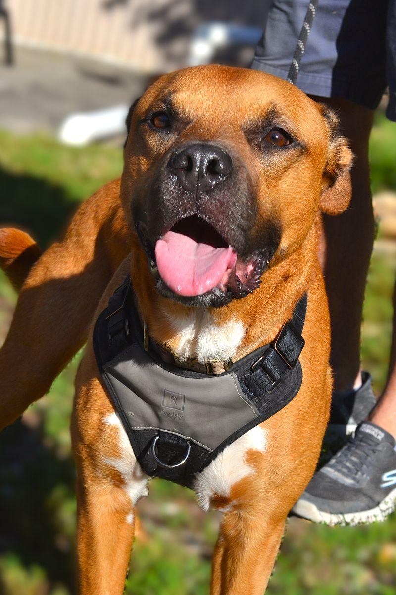 Enlarge Howard, a Adopted mixed breed in Parkville, MO image 2/5