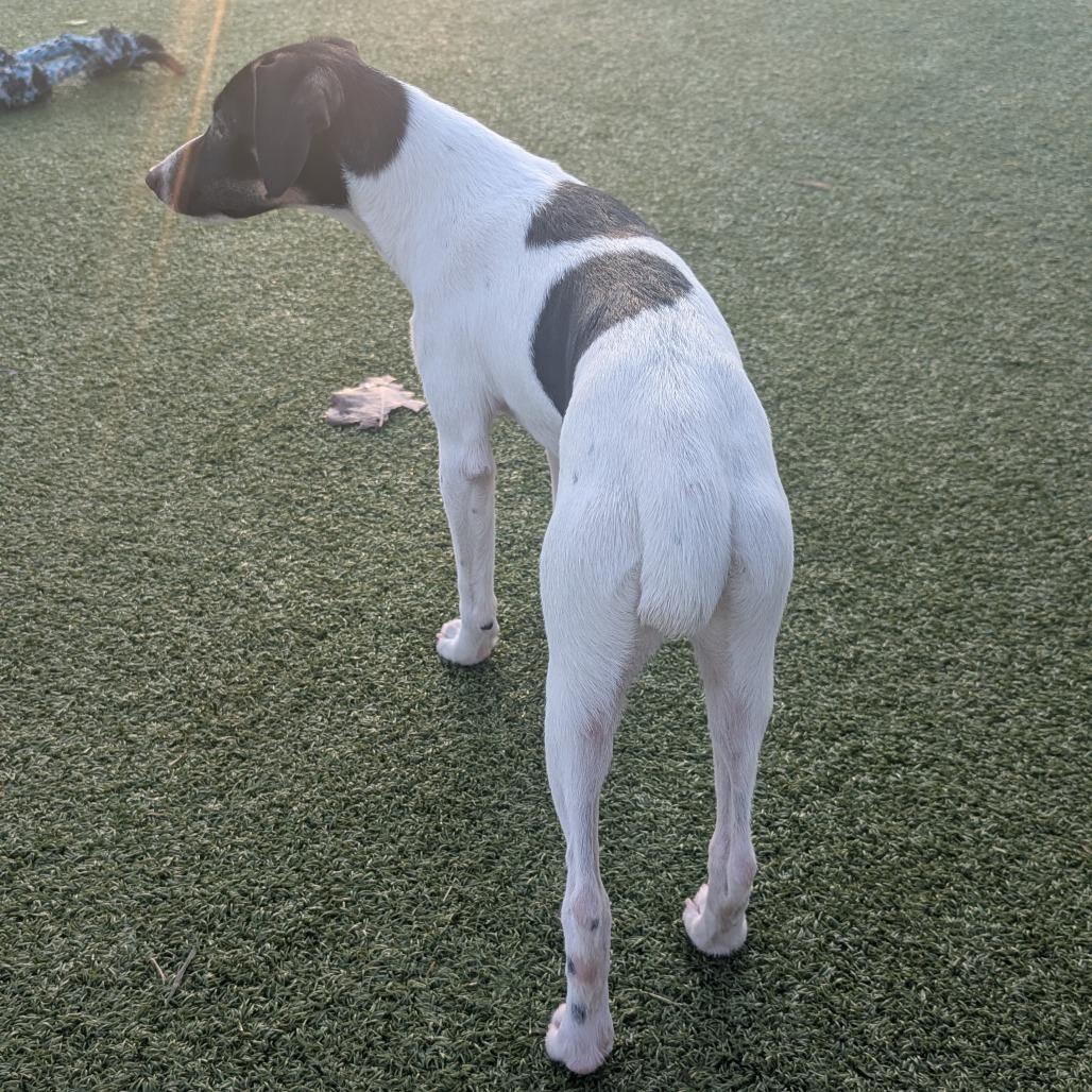 Daisy Mae, Adoptable, Young Female Rat Terrier & Mixed Breed.