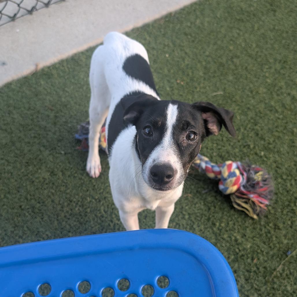 Enlarge Daisy Mae, a Adoptable mixed breed in Bryan, TX image 2/3
