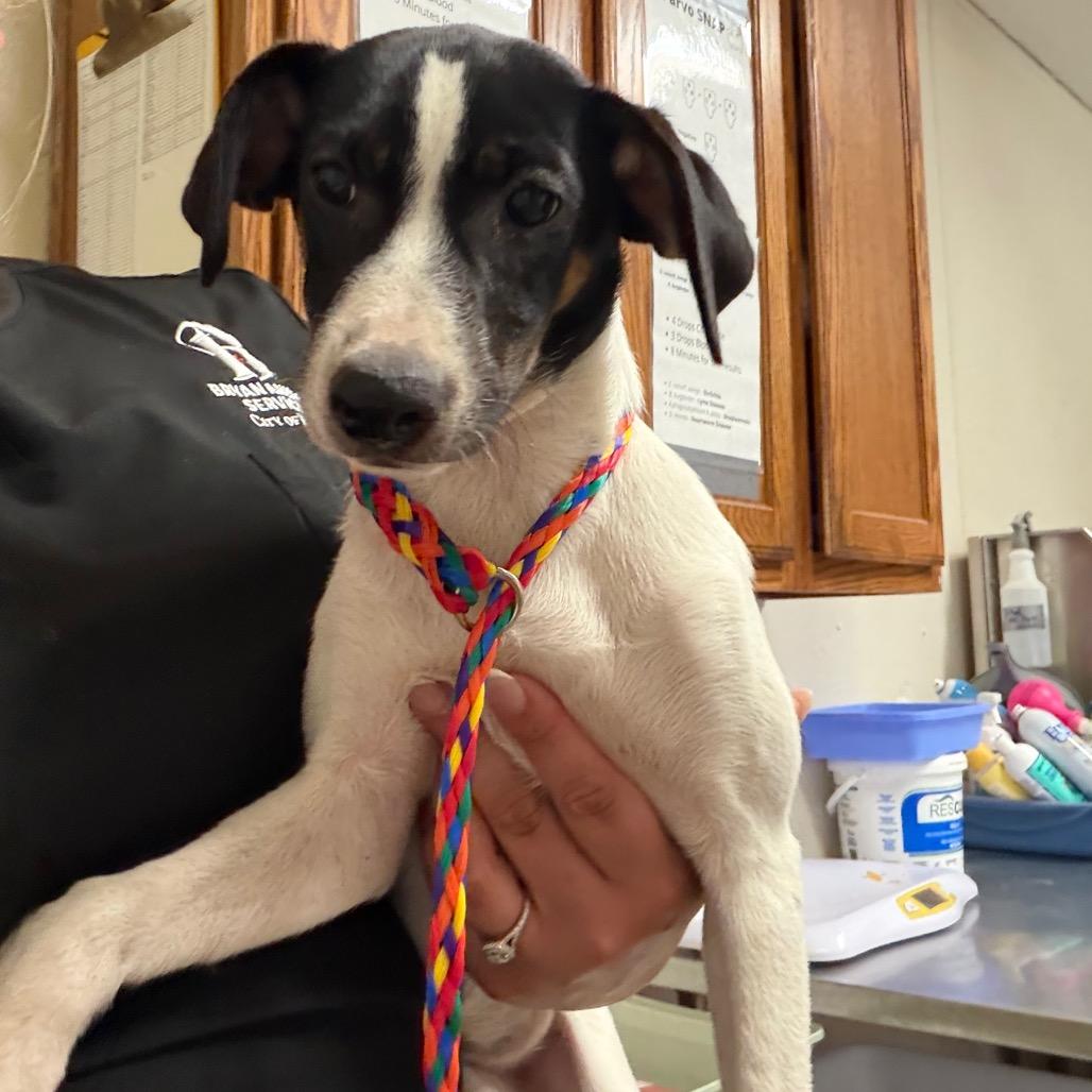 Enlarge Daisy Mae, a Adoptable mixed breed in Bryan, TX image 3/3