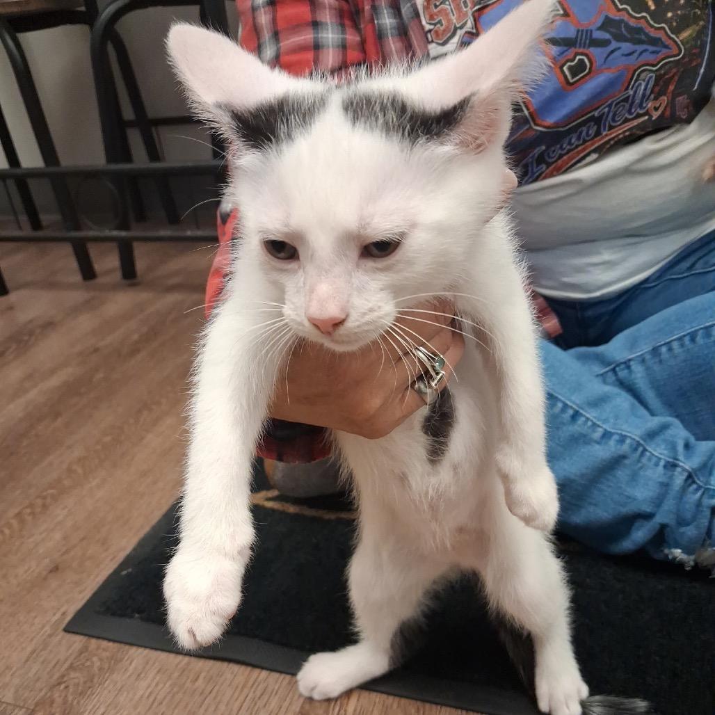 Matrix, Adoptable, Kitten Male Domestic Short Hair & Domestic Short Hair.