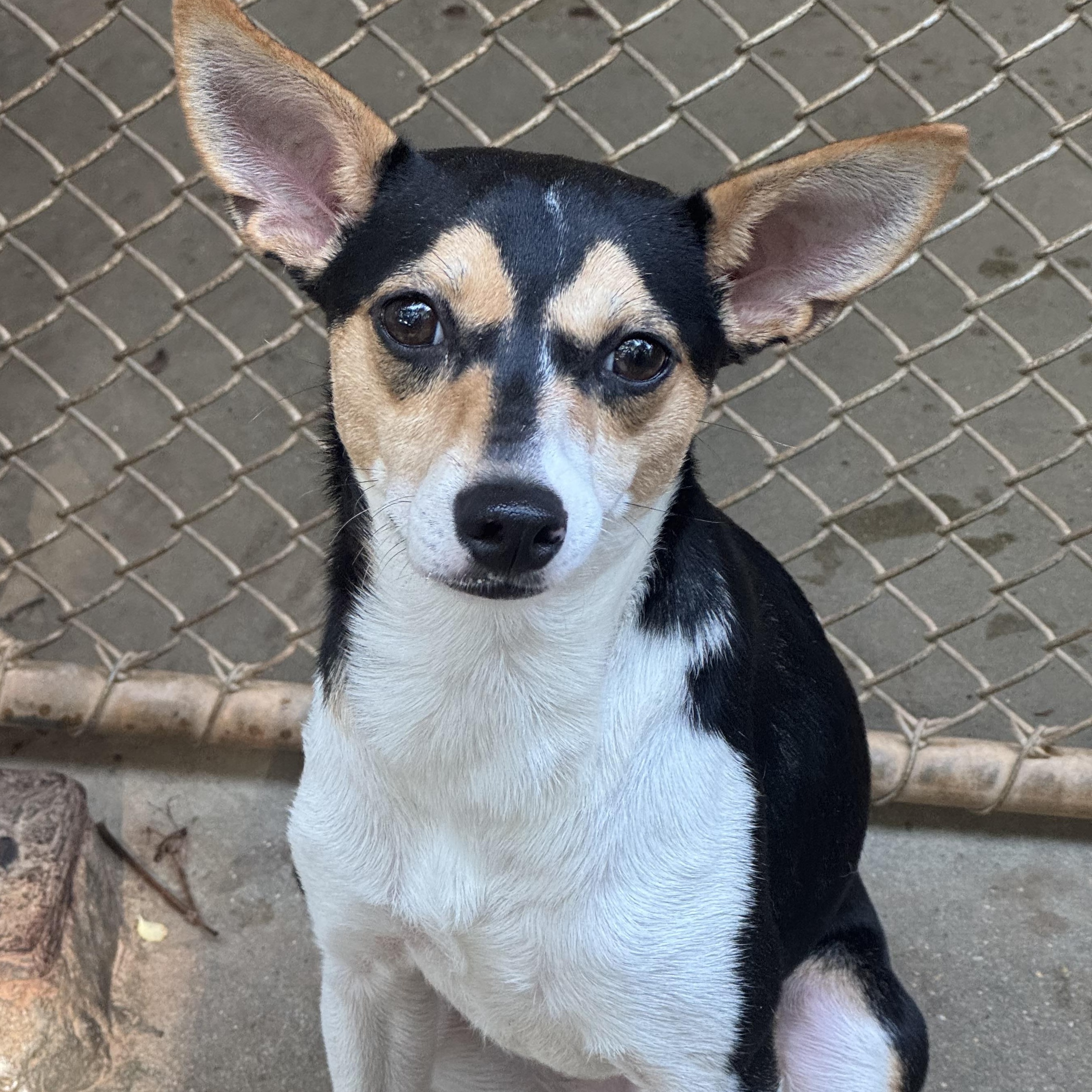Ava, a ADOPTABLE Rat Terrier in Mobile, AL image 2/3