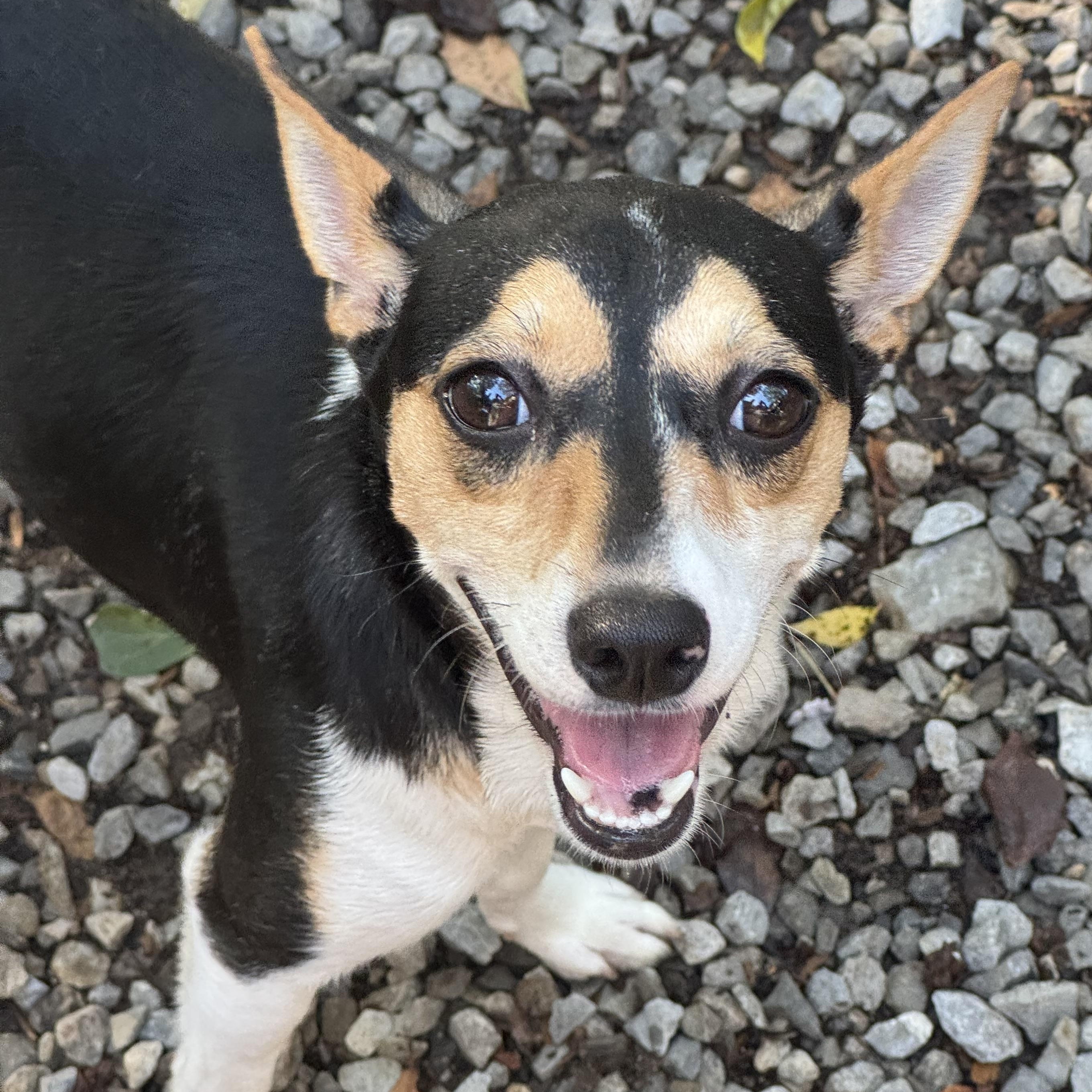Ava, ADOPTABLE, Young Female Rat Terrier.