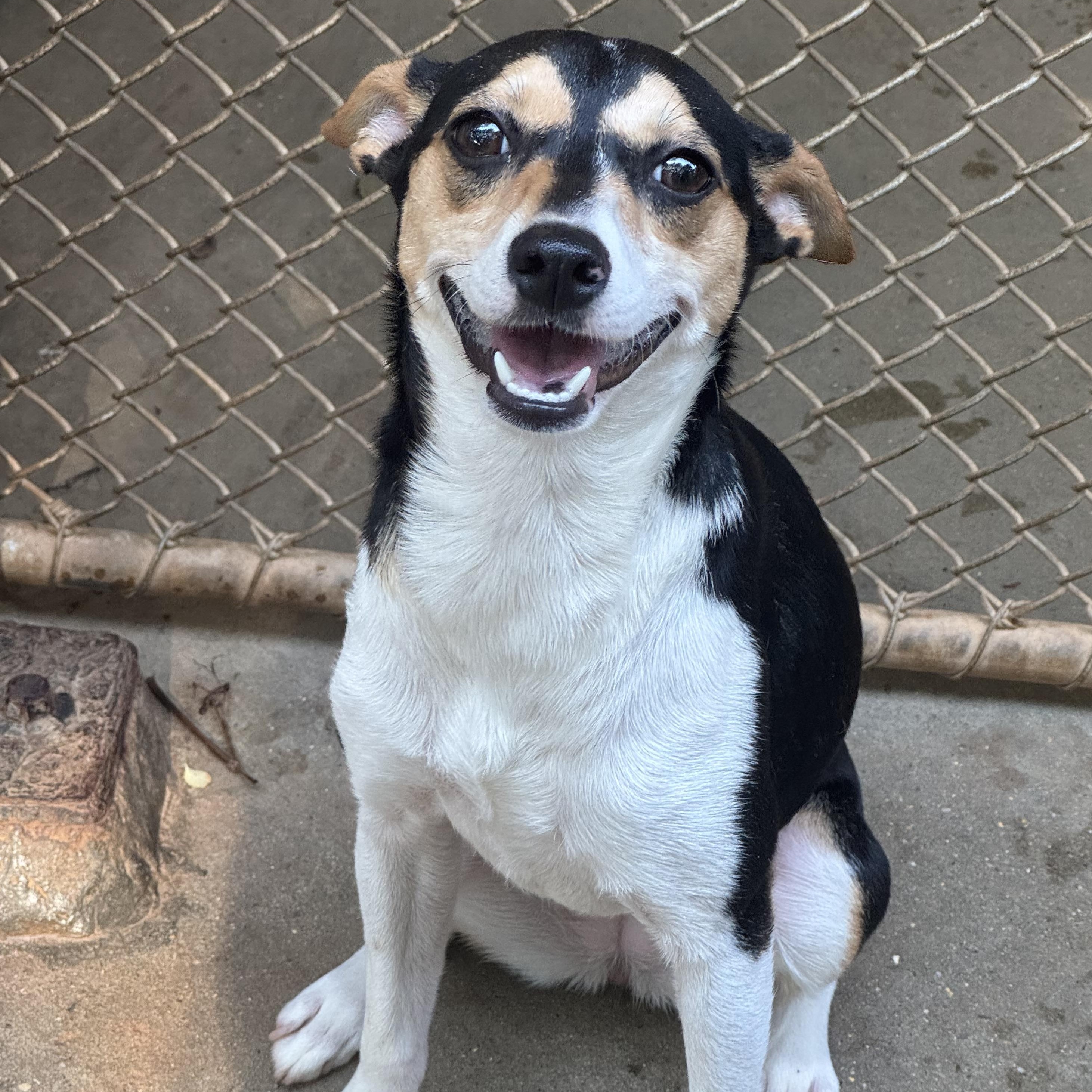 Ava, a ADOPTABLE Rat Terrier in Mobile, AL image 3/3