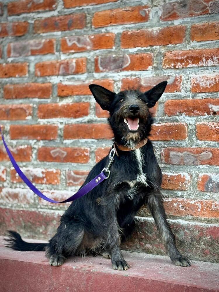 Enlarge Chanel, a Adoptable mixed breed in Gig Harbor, WA image 1/4