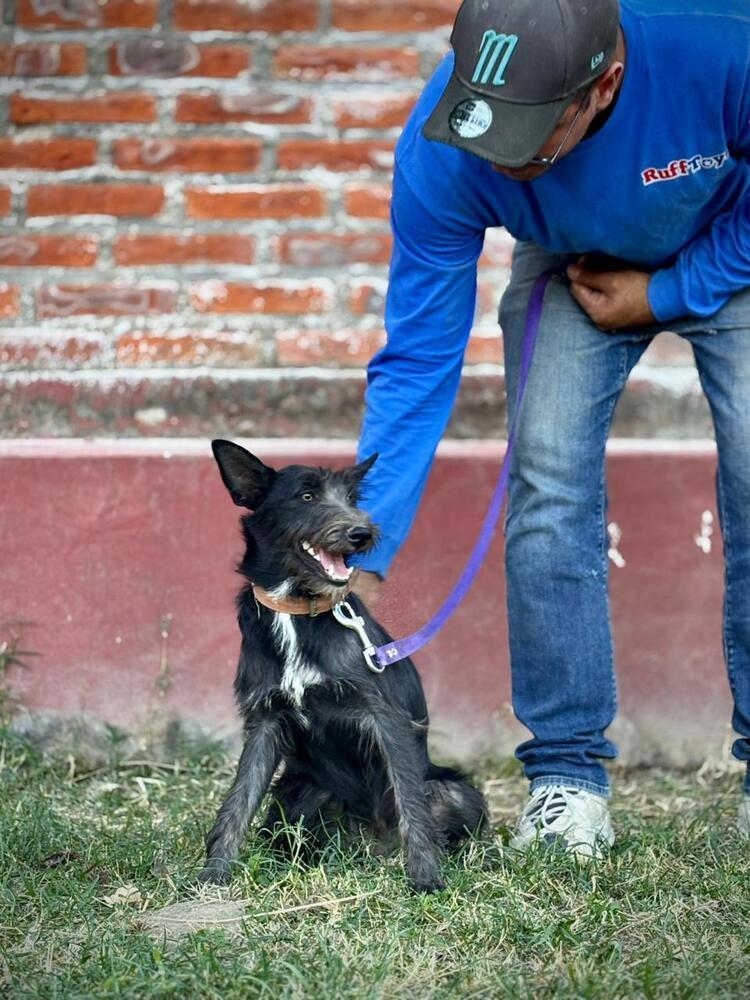 Enlarge Chanel, a Adoptable mixed breed in Gig Harbor, WA image 2/4