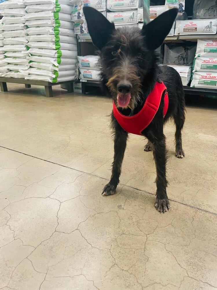 Enlarge Chanel, a Adoptable mixed breed in Gig Harbor, WA image 3/4