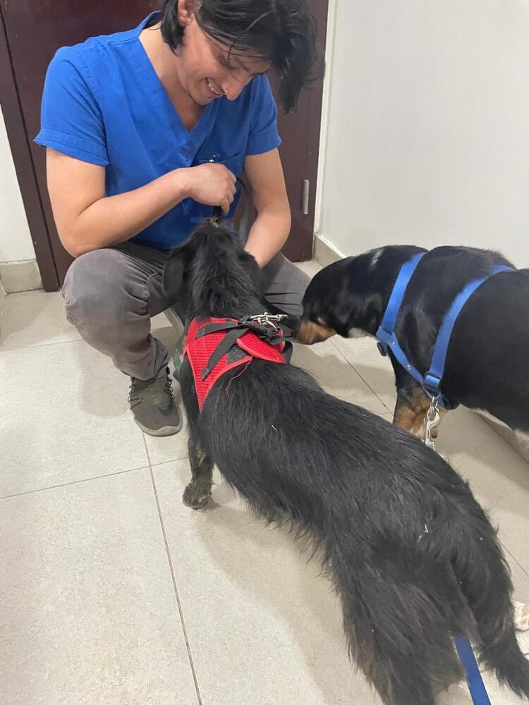 Enlarge Chanel, a Adoptable mixed breed in Gig Harbor, WA image 4/4