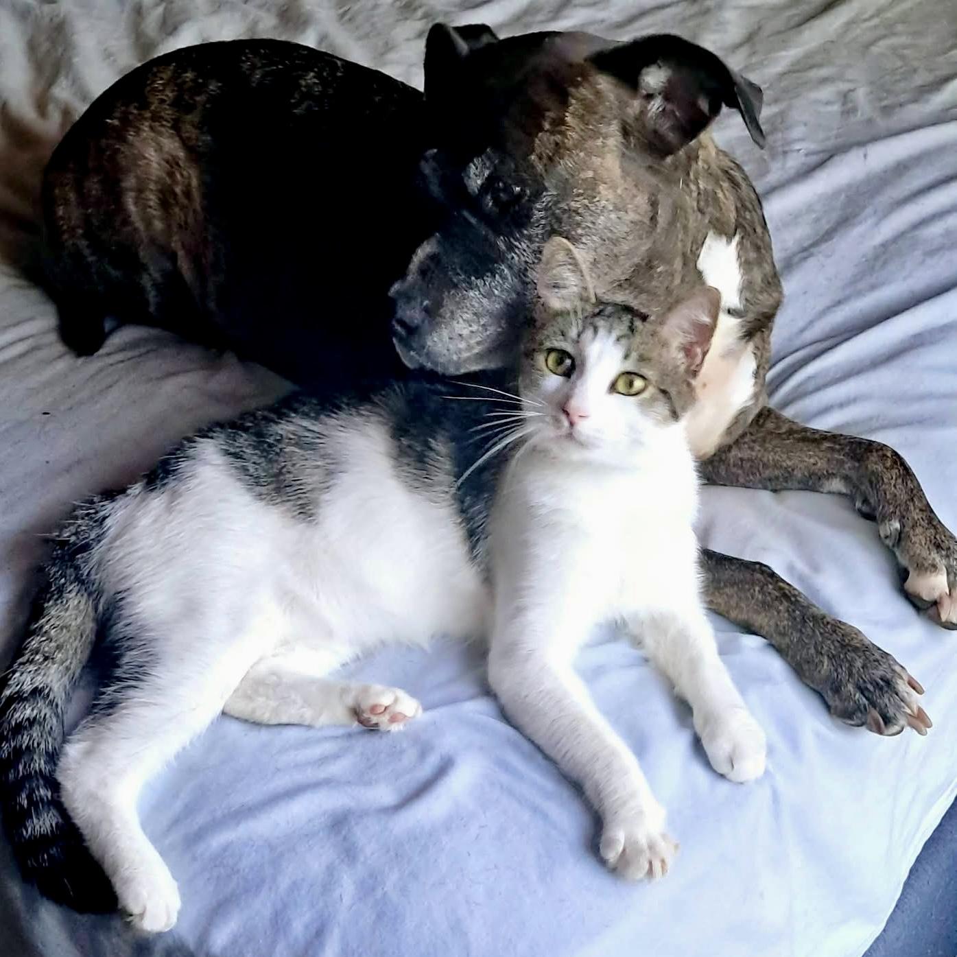 Arthur, Adoptable, Young Male Domestic Short Hair.