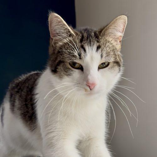 Arthur, Adoptable, Young Male Domestic Short Hair.