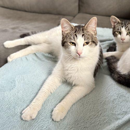 Arthur, a Adoptable Domestic Short Hair in Georgetown, KY image 3/5