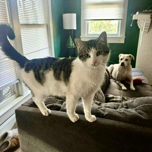 Arthur, a Adoptable Domestic Short Hair in Georgetown, KY image 4/5